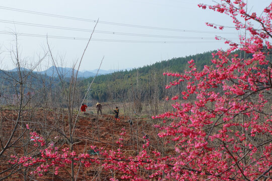 鲜花