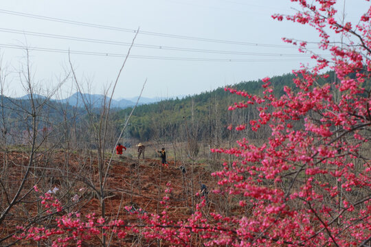 鲜花