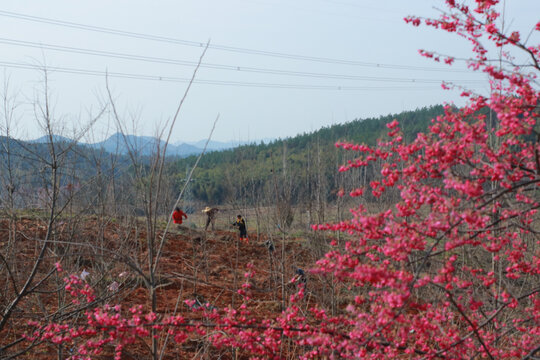 鲜花