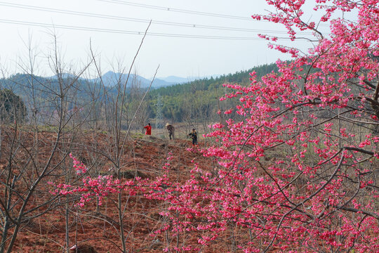 鲜花农时