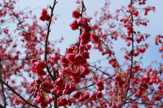 鲜花