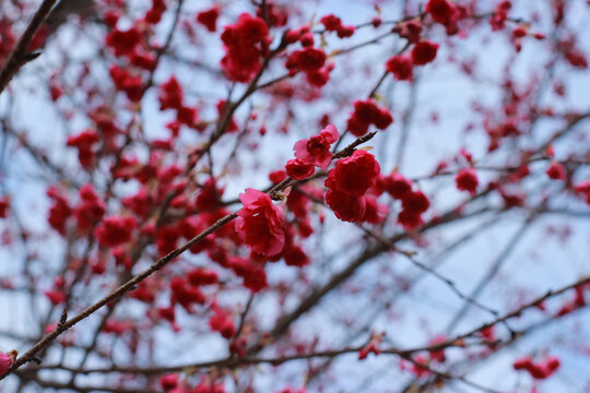 鲜花