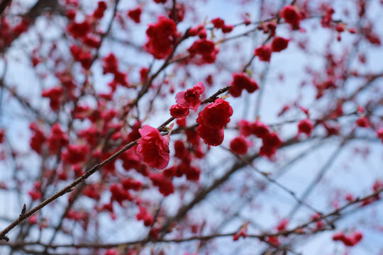 鲜花