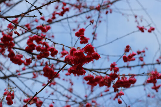 鲜花