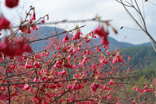 鲜花