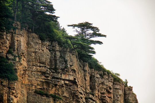 峭壁上的孤松与嶙峋山石