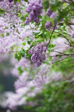 丁香花
