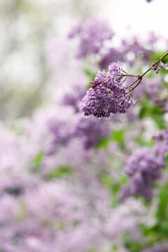 丁香花