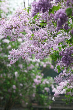 丁香花