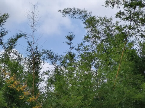 竹子