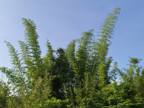 竹林
