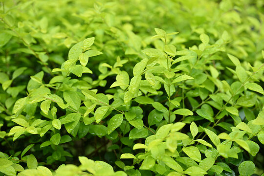 翠绿欲滴的鲜嫩植物叶片