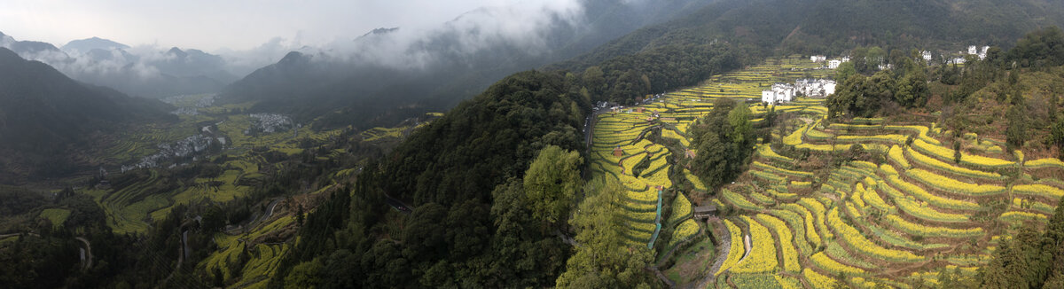 宽幅云雾缭绕的乡村梯田油菜花风光