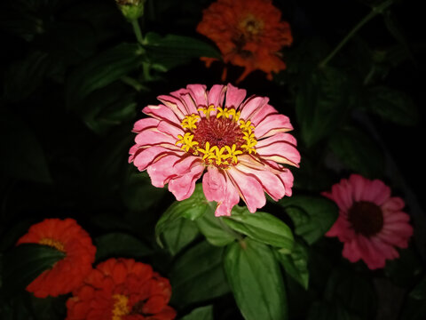 百日菊