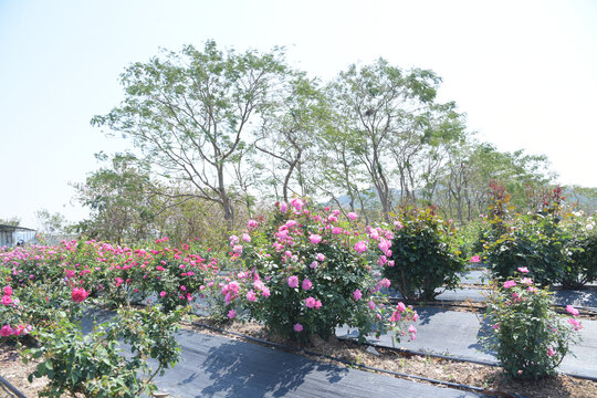 广东东莞月季花开