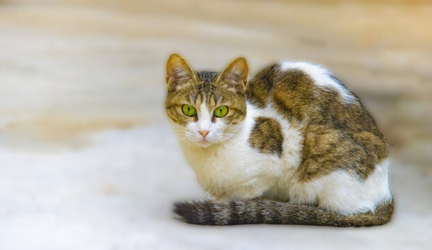 绿眼斑纹猫咪蹲坐瞬间