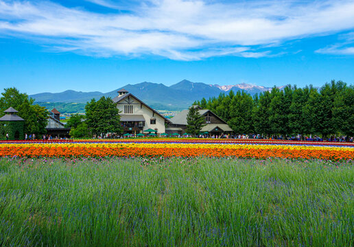 北海道美瑛町四季彩之丘