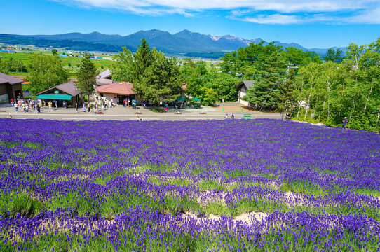 紫色薰衣草田与远山美景