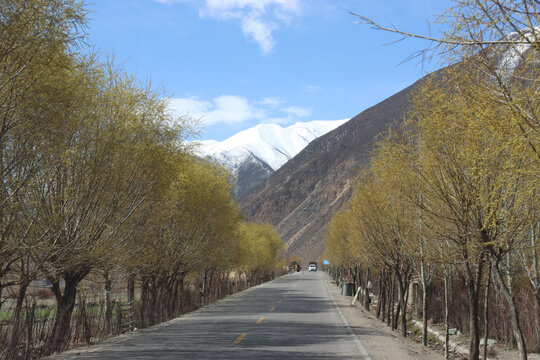 雪山下的林荫公路美景