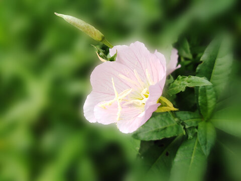 美丽月见草