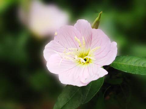 美丽月见草花
