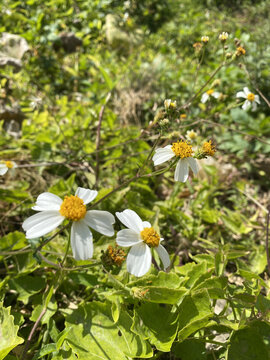 白色小花黄色花蕊野花绿叶