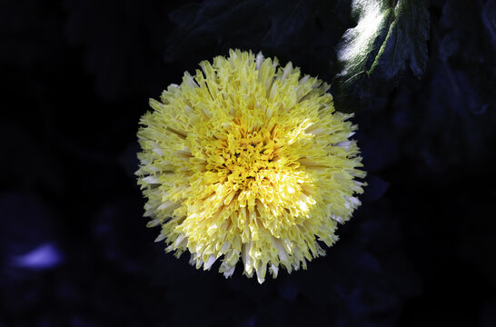 菊花
