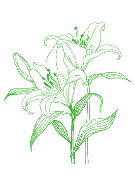手绘清新绿色百合花图案线描