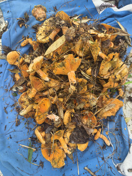 蓝布上的野生橙色蘑菇堆