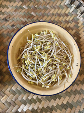 碗中鲜嫩的豆芽菜