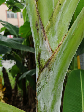 香蕉叶茎