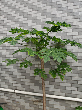 木瓜树苗