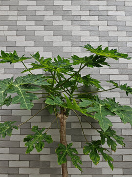 木瓜树