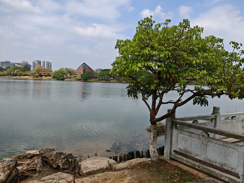 湖畔绿树