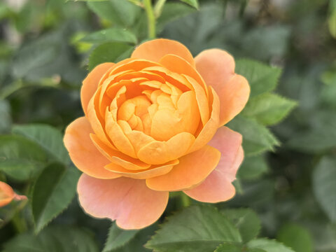 娇艳橙色月季花特写