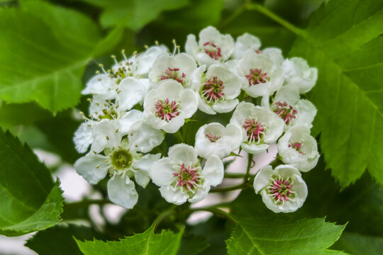 山楂树开花