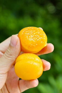 珍珠油杏