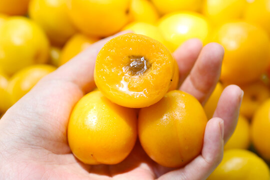 珍珠油杏