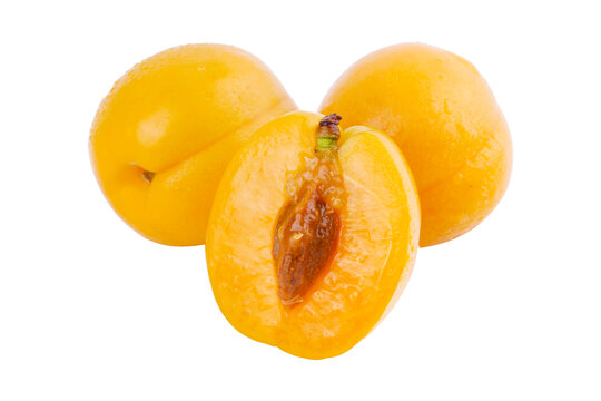 珍珠油杏
