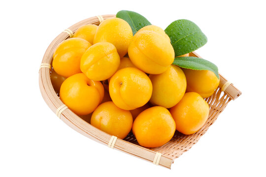 珍珠油杏