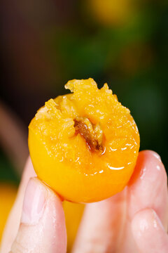 珍珠油杏