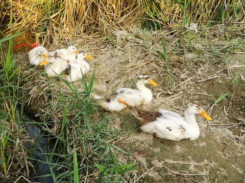 散养土鸭