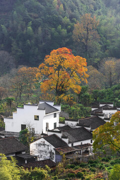 徽派民居与枫树