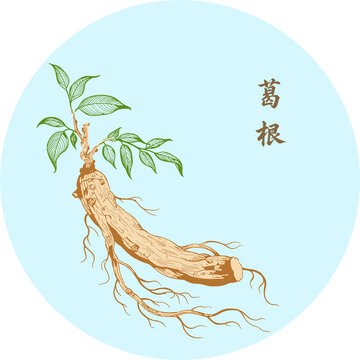 手绘中药材葛根插画矢量分层素材