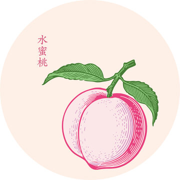 手绘简约水蜜桃插画