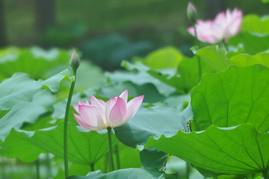 荷花
