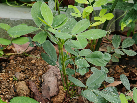 花生
