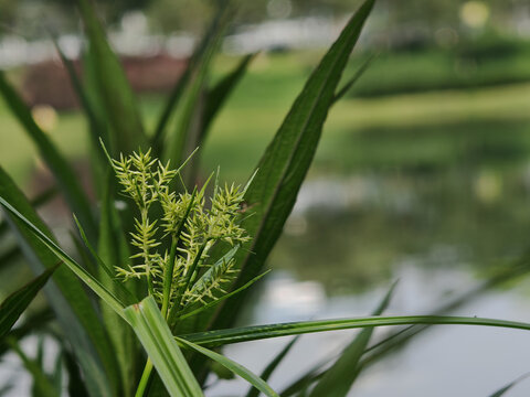 水边翠绿的植物特写