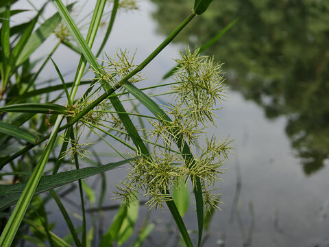水边生长的绿色植物特写