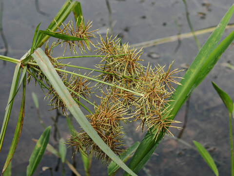水边带刺的绿色植物特写